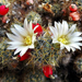 A kaktusz virágai