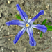 Kis kékvirágom