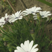 fehér kisvirágok
