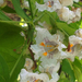 szivarfa virága 3