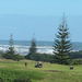 Muriwai beach 051