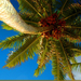 Album - Cook Island Rarotonga