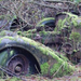 Barn Find Moss