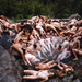 spencer tunick