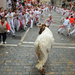 spain-festival-running-bulls-bestas-5-2011