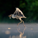 british-wildlife-photography-awards-2011-water-walking-bird 4095