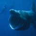 Óriás cápa /Cetorhinus maximus/