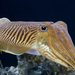 ComCuttlefish9