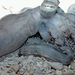 mimic octopus brooding eggs