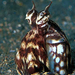 Mimic octopus, polip