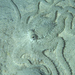 Mimic octopus, polip