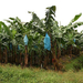 banánfa ültetvény