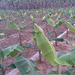 Banana Plantation in Wayanad wayanad.co.cc