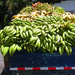 banana-delivery-truck-panama