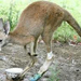 stumpy the kangaroo with a prosthetic limb ppyrv