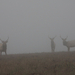 Tule Elks in Fog