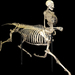 Kentaur csontváz