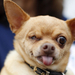 The ugliest dog in the world pixanews com-8