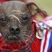 The ugliest dog in the world pixanews com-11