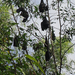 fruit-bats-at-nitmiluk-national-park