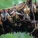 Roosting-group-of-straw-coloured-fruit-bats-
