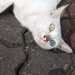 Kétszínű szemű macska