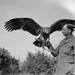 A British Army officer with his pet golden eagle in Salonika.