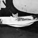 The kitten mascot of the aircraft carrier HMS EAGLE in the hammo