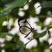Üvegszárnyú pillangó