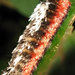 furry-caterpillar-624