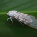 glass-wing-moth-715