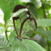 Monteverde butterfly with a glass wing-