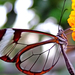 transparent-butterfly2a