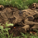 Cruel! Poacher kill hundreds of elephants in Cameroon