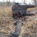 IFAW-Feb-2012-poached-elephant-Cameroon