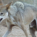 Canis lupus arabic