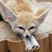 Sivatagi róka /Fennec Fox/