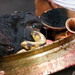 sacrified-buffalo-head-in-ritual-hindu-religious-ceremony-nepal