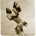 native ceremonial eagle dancer