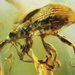 1280px-Baltic amber Coleoptera Brentidae Apion 3