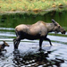 Alaska. Denali National Park and Preserve . Cow Moose (Alces alc