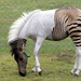 Zebra ló hibrid