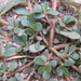 Portulaca oleracea