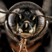 méh fejek makró fotó Sam Droege