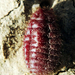 cochineal-beetle-2