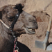 a-smiley-camel-at-st-catherine-s-monastery-sharm-el-sheikh-egypt