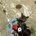 Military dog being hoisted by a helicopter in Afghanistan