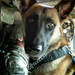 military police dog and his handler o
