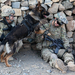 military working dog by