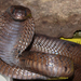 Áspis mérges kobra kígyó